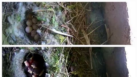 Das Nest in Aach