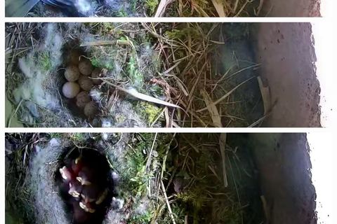 Das Nest in Aach