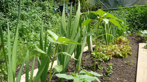 Im Gemeinschaftsgarten kann jeder für sich gärtnern oder auch auf die Erfahrungsschätze der anderen Gärtner zurückgreifen.