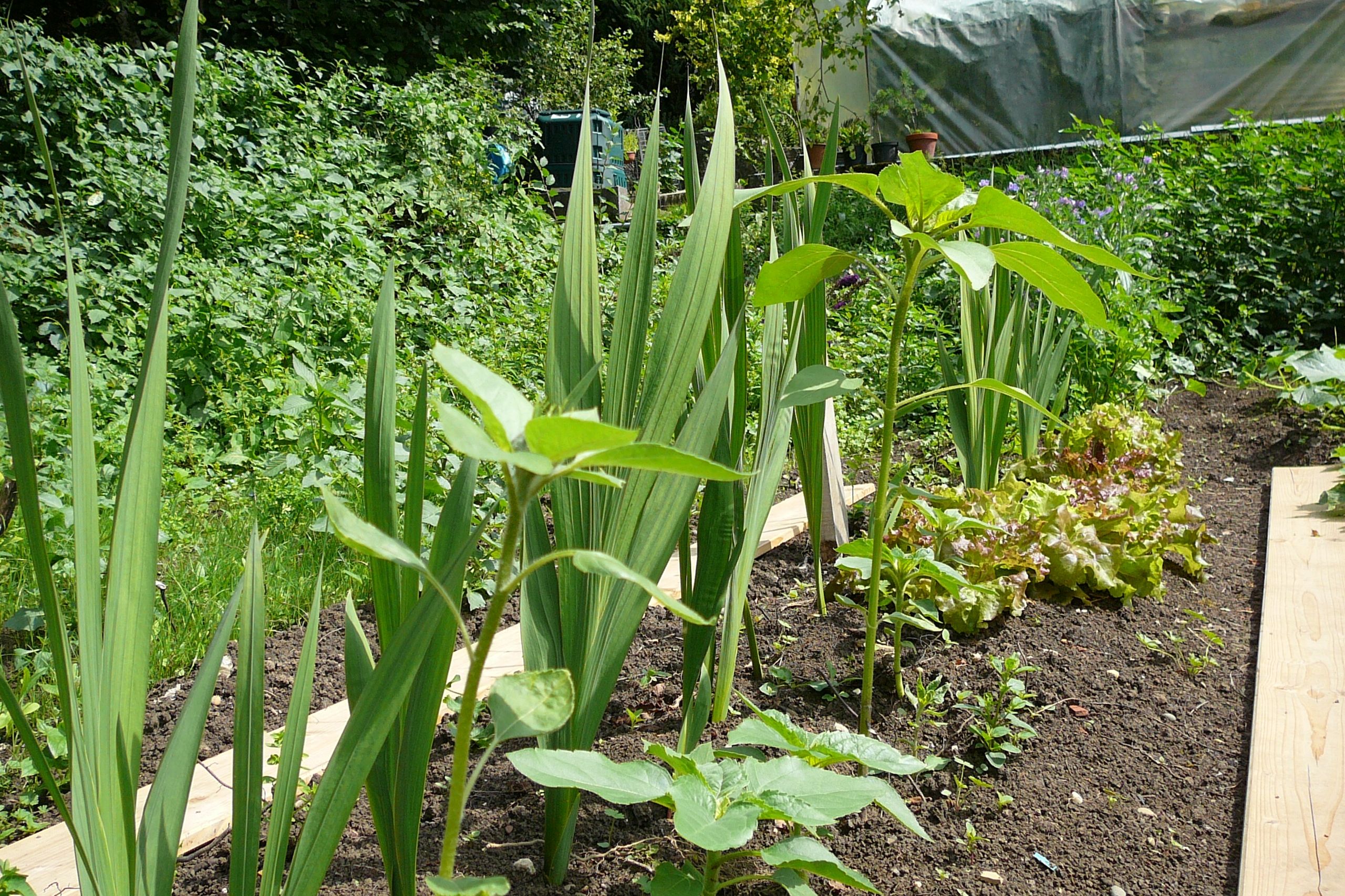 Im Gemeinschaftsgarten kann jeder für sich gärtnern oder auch auf die Erfahrungsschätze der anderen Gärtner zurückgreifen.