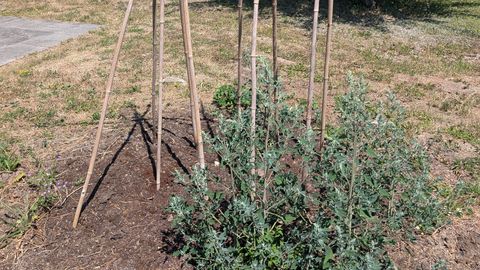 Es grünt und blüht im Schulgarten...
