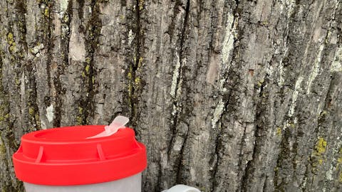 Dornstetter Coffee-to-go Becher