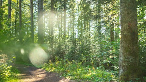 Unachtsamkeit ist oft Auslöser von Waldbränden